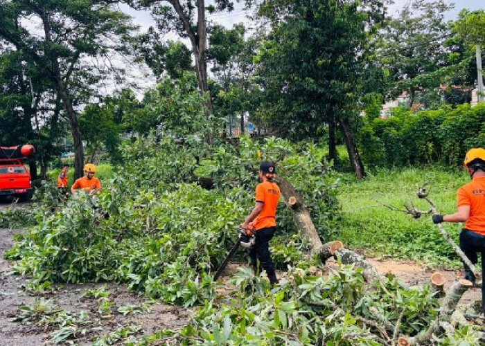 BPBD Bandar Lampung Laporkan Ratusan Pohon Tumbang Sepanjang 2025, Kewaspadaan Ditingkatkan di Awal 2026
