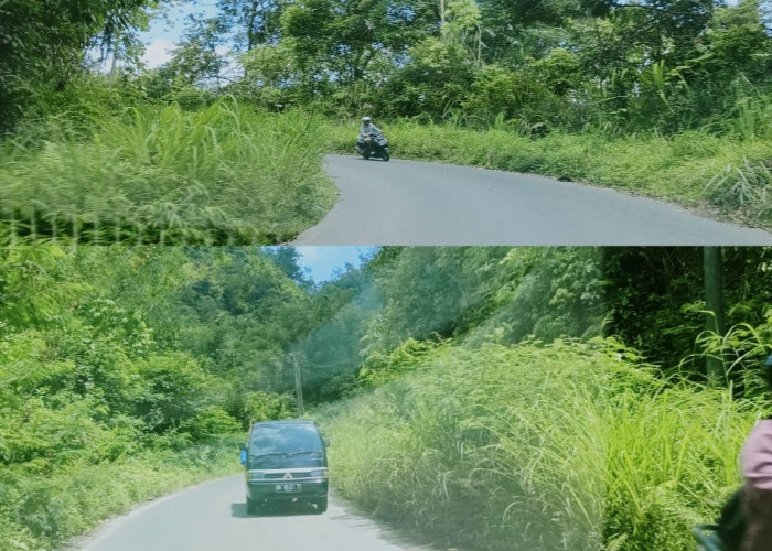 Rumput Membelukar Ganggu Keselamatan Pengendara di Jalan Lintas Liwa-Ranau 