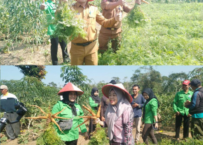 Mantap! Mitra BUMDes Tanjung Raya Panen Perdana Komoditi Hortikultura 