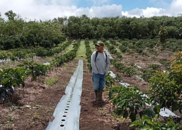 Tingkatkan Produktivitas Kopi, Petani Diajak Terapkan Sistem Tanam Pagar 