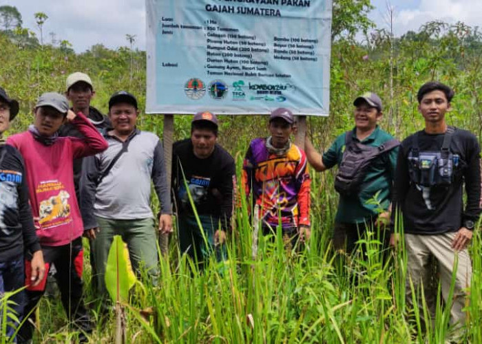 Tiga Hektar Tanaman Pakan Gajah Ditanam di TNBBS