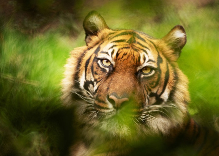 Gagal Mangsa Kambing di Sedayu, Harimau Berpindah ke Pekon Sukaraja