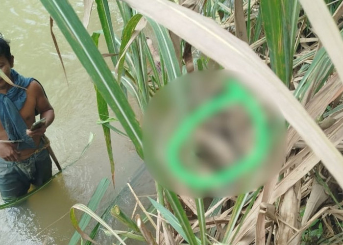 Geger! Warga Pekon Tanjung Sari Temukan Mayat Perempuan Hanyut di Kali Pasir