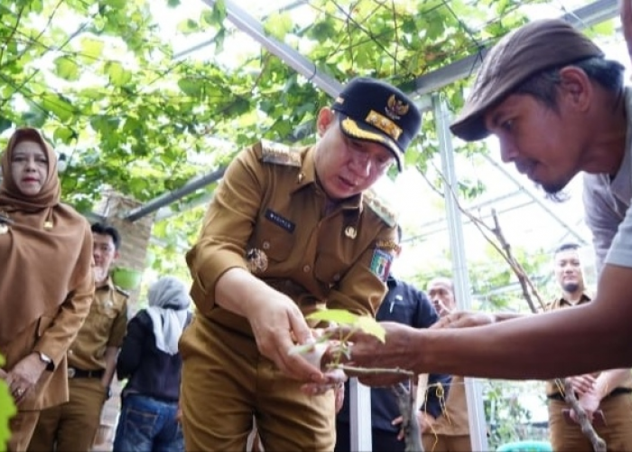 Pj Bupati Pringsewu Dukung Budidaya Anggur Jadi Komoditas Unggulan Daerah