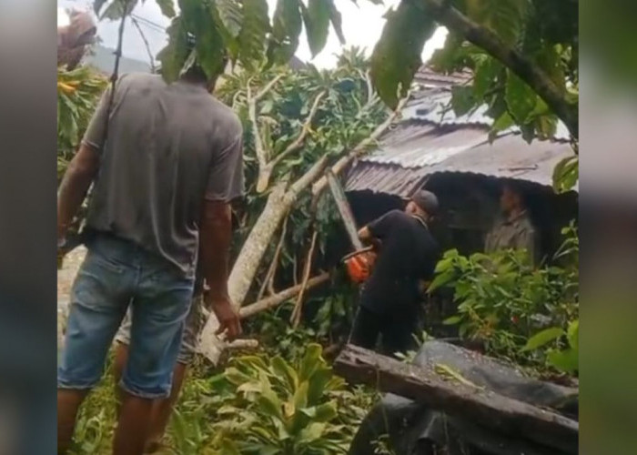 Hujan Deras dan Angin Kencang Terjang Sekincau, 11 Rumah Rusak di Giham Sukamaju