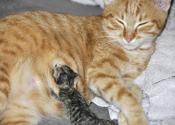 Cara Merawat Kucing Hamil Hingga Pasca Melahirkan