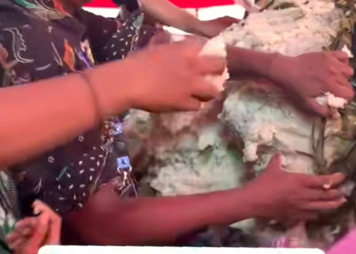 Tradisi Lopis Raksasa di Pekalongan, Simbol Kebersamaan dalam Syawalan