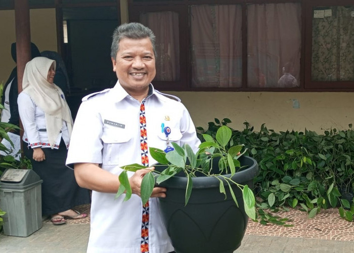 Disbunnak Lampung Barat Terima Bantuan 1.500 Batang Lada Perdu