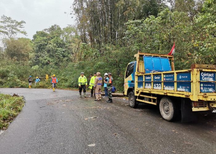 Sempat Macet Akibat Tiang Listrik Roboh, Lalu Lintas Liwa -Ranau Kembali Normal