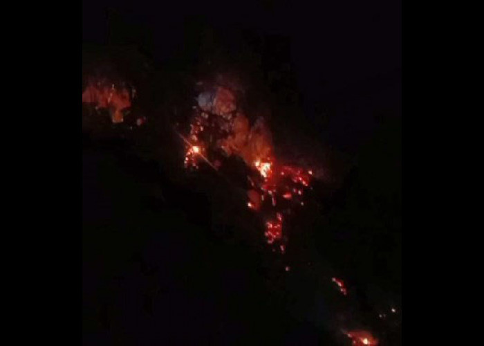 Kebakaran Lahan Gambut Gegerkan Warga Pekon Negeri Ratu Lampung Barat