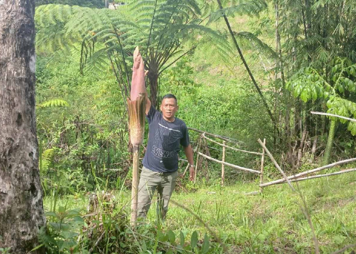 Bunga Bangkai Jangkung Mekar di Kebun Raya Liwa, Jadi Daya Tarik Wisatawan