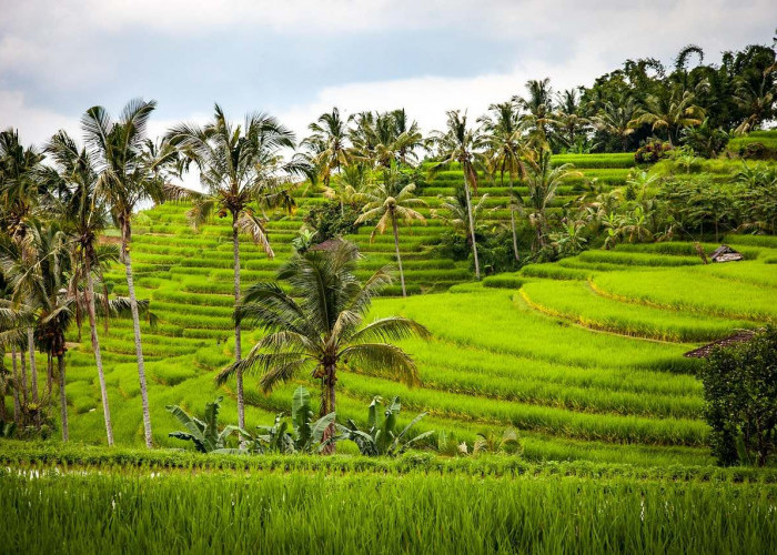 Teras Sawah Tegallalang: Simfoni Hijau di Ubud