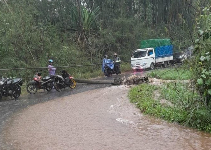 Satu Tiang Listrik Roboh, Jalan Lintas Liwa-Ranau Macet Total