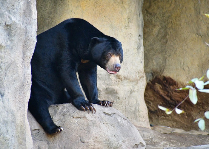 Langkah Awal Mitigasi Konflik Satwa Liar Beruang di Pekon Serungkuk, BKSDA Gandeng TNBBS dan KPH