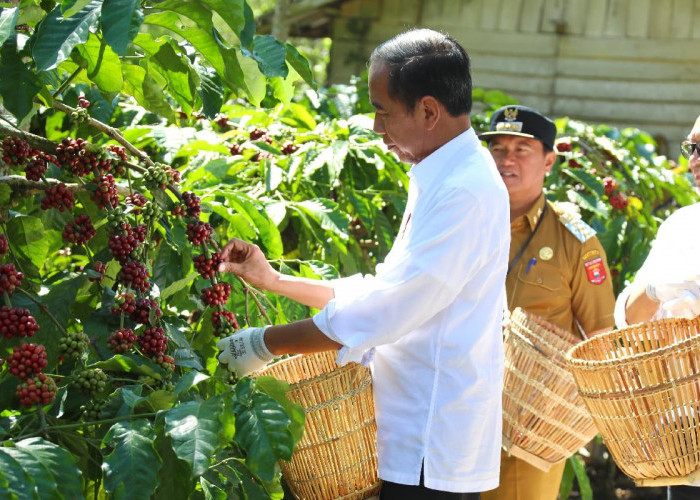 Jokowi Inginkan Produksi Kopi Capai 8-9 Ton per Hektar