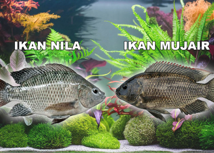 Cara Membedakan Ikan Nila dan Mujair Secara Kasat Mata