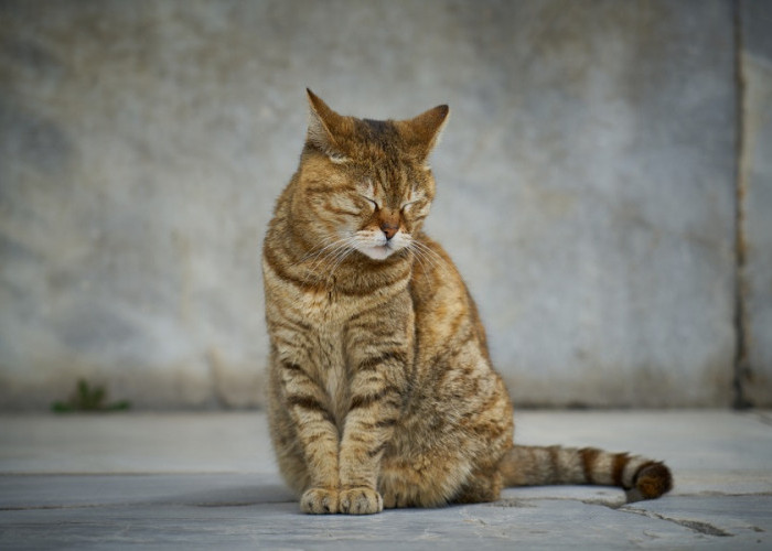 Kucing Peliharaan Tertua di Dunia, Usia Kucing yang Menakjubkan