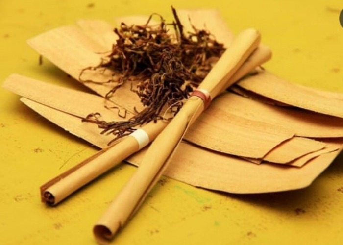 Tradisi Rokok Jontal: Terbuat Daun Lontar yang Hidup di Pulau Sumbawa