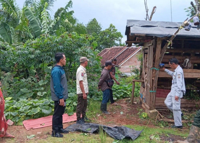 Beruang Madu Mangsa Kambing Warga, Mitigasi Konflik Satwa Dilakukan di Bangkunat