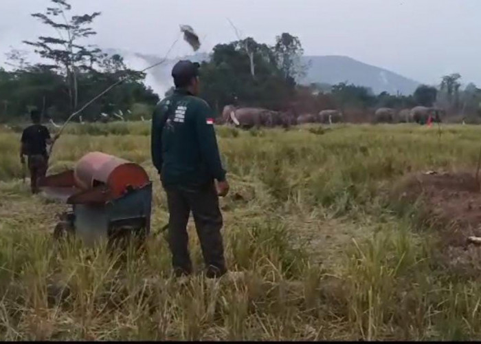 Kawanan Gajah Turut 'Panen' Padi di Suoh