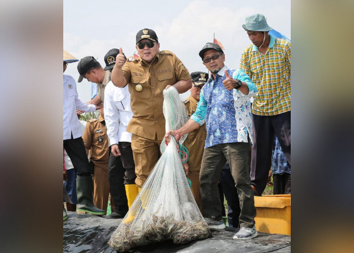Ikut Panen di Tulang Bawang, Gubernur Arinal Dorong Pertambakan Udang di Lampung Bangkit dan Berjaya Lagi