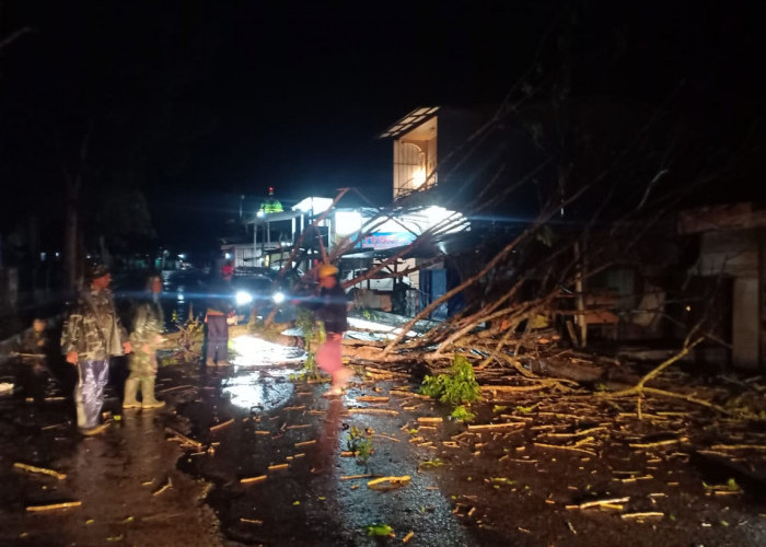 Hujan Deras, Satu Pohon Tumbang di Jalan Letnan Hasan Basri Pasar Liwa