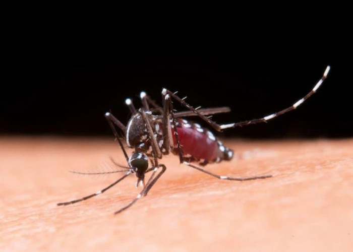 Begini Cara Pencegahan DBD, Termasuk Menanam  Tanaman Anti Nyamuk 
