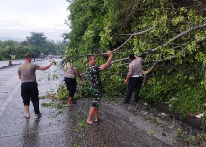 Gangguan Kelancaran Lalin,Pohon Tumbang Di Tanjakan Tarahan bergaul di evakuasi Polres Lamsel 