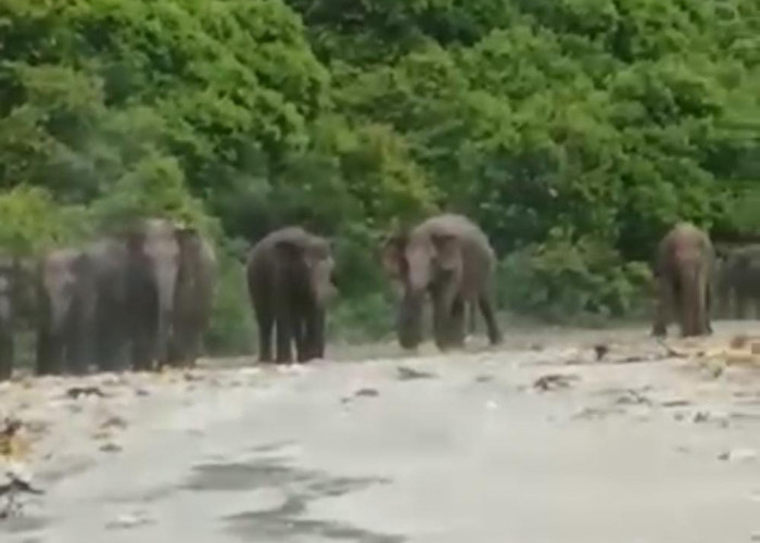 Digiring Masuk Hutan, 18 Ekor Gajah Balik Menggiring Petugas