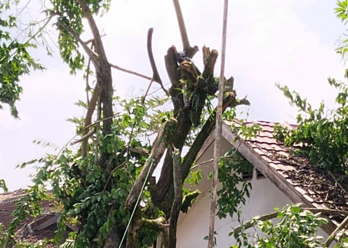 Pohon Rindang SDN 2 Pajar Bulan Akhirnya Dipangkas