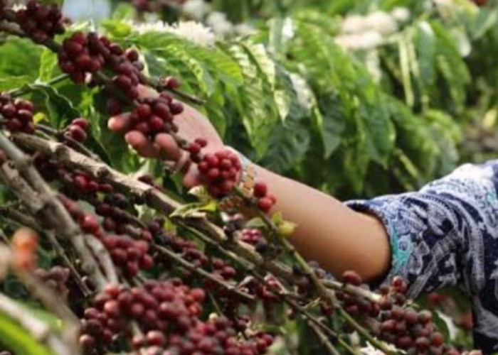 Soal Harga Jual Turun, Pengamat Kopi : Masih Penyesuaian Harga Lokal Tingkat Petani Dengan Harga Eksport