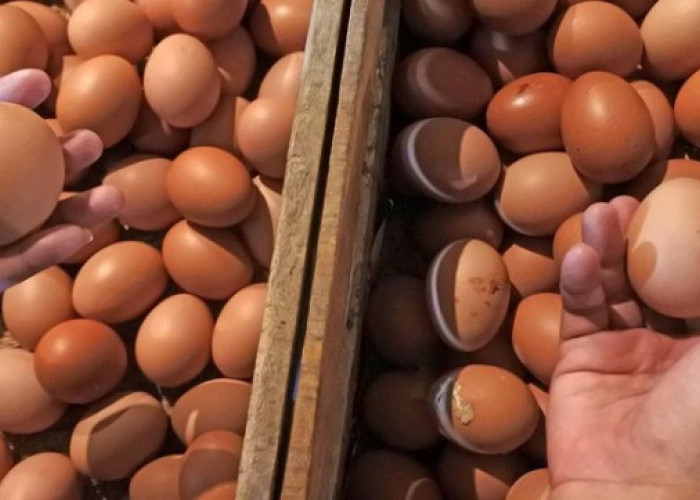 Telur Ayam di Bandar Lampung Tembus Rp30 Ribu per Kilogram
