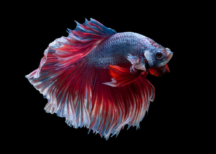 Bikin Tamu Takjub, Berikut 3 Jenis Ikan Hias Cantik Untuk Dipelihara di Rumah 