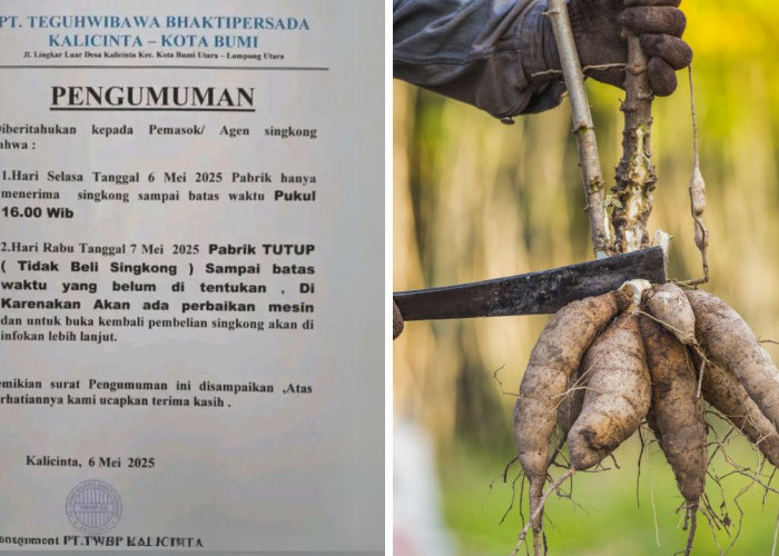 Pasca Penetapan Harga Singkong, PT TWBP Kali Cinta Tutup Sementara