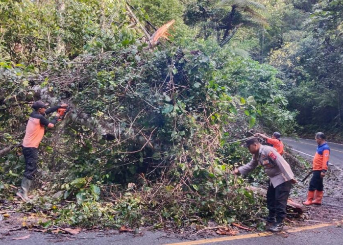 Polsek Bangkunat Evakuasi Pohon Tumbang di Ruas Jalinbar Kawasan TNBBS