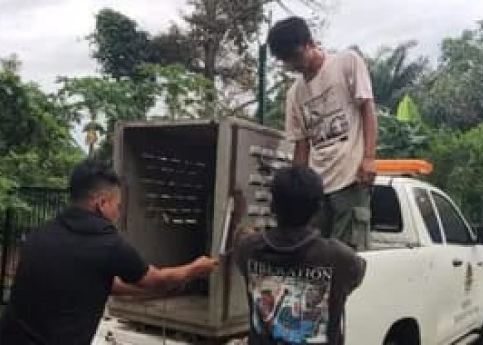 Anggota DPRD Lampung Barat Ini Ungkap BKSDA Lepas Tanggung Jawab Soal Konflik Satwa di Suoh-BNS