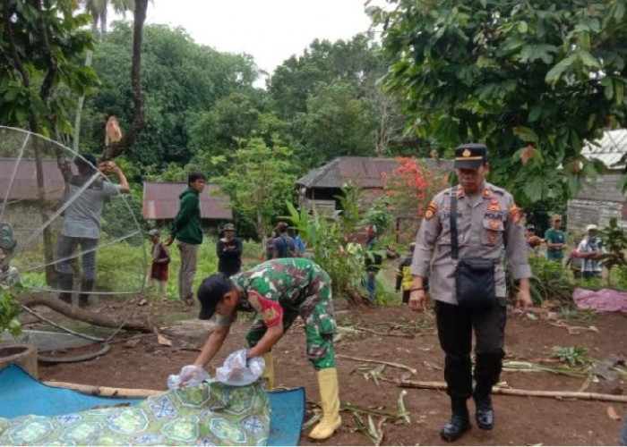 Tragedi Serangan Gajah Liar di Tanggamus, Petani Wanita Tewas Tercabik-cabik