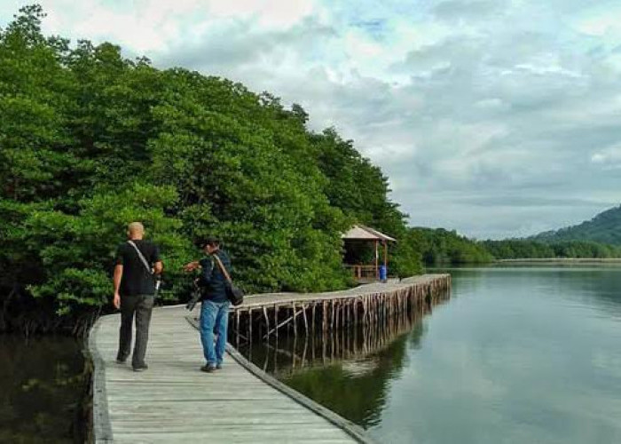 Hutan Mangrove Petengoran, Oase Hijau di Pesisir Pesawaran