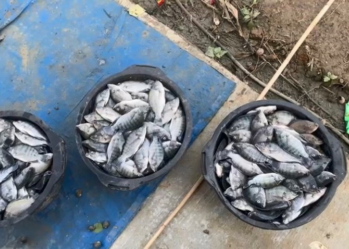 Petugas Kementerian Berikan Tanggapan Prihal Sulitnya Pemasaran Ikan Nila Lampung Barat 