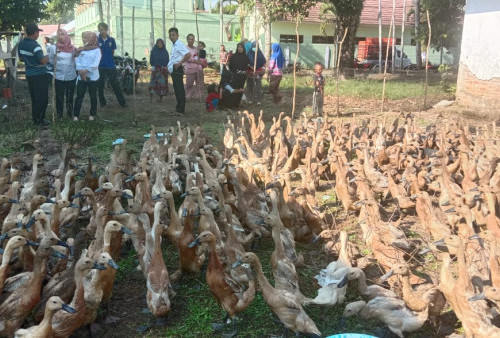 Dukung Ketahanan Pangan, Pekon Rawas Salurkan Bantuan 1.500 Bebek Petelur