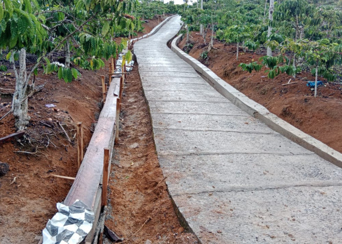 Petani Kopi Tebaliokh Nikmati Jalan Usaha Tani, Distribusi Panen Kini Lebih Lancar
