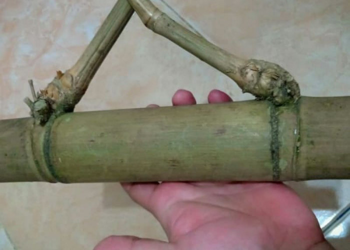 Mitos Bambu Petuk, Mulai dari Penglaris Sampai Dipercaya Mempermudah Naik Jabatan 