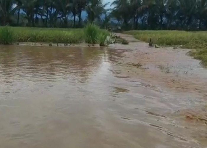 Sungai Meluap, Puluhan Hektare Tanaman Padi Siap Panen di Suoh Terendam Banjir