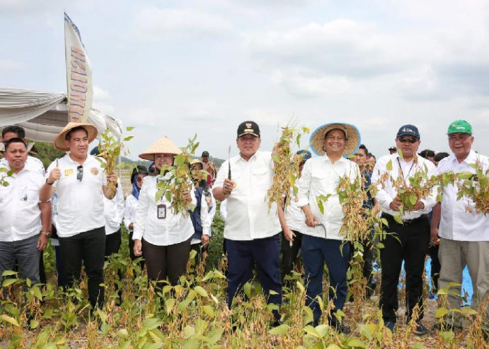 Gubernur Arinal Ikut Panen Perdana Kedelai Hasil Kebun Percobaan Fakultas Pertanian Unila di Pringsewu