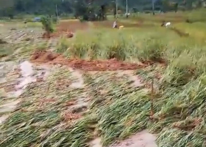 Dampak Banjir dan Longsor, Tanaman Padi Siap Panen Rusak, Puluhan KK Terisolir