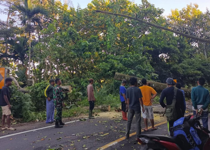 Pohon Tumbang Sempat Tutup Jalinbar Lampung-Bengkulu