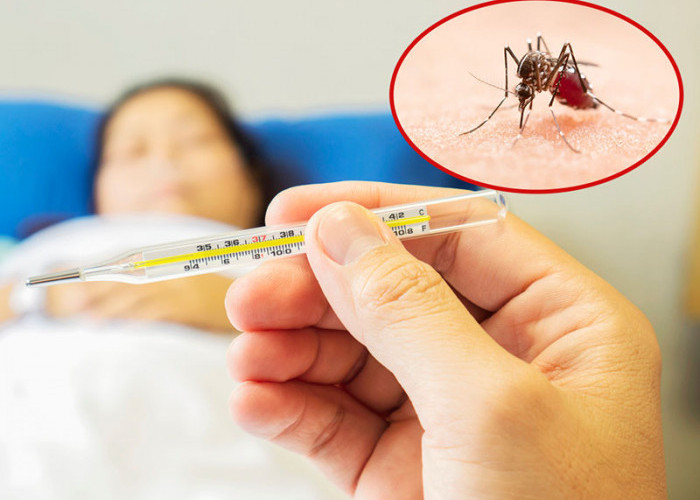 Waspada! Kenali Lima Ciri-ciri Nyamuk Penyebab DBD