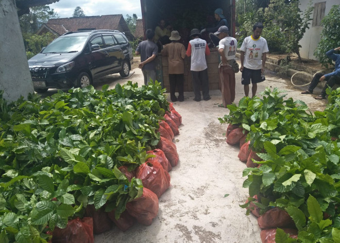 BBPPTP Medan Alokasikan Bantuan Bibit Tanaman Kopi dan Pupuk di Lampung Barat  