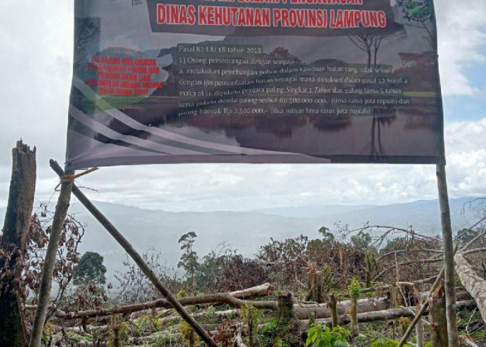 DPRD Juga Soroti Maraknya Pembalakan Liar Hutan Lindung Register 43B Belalau