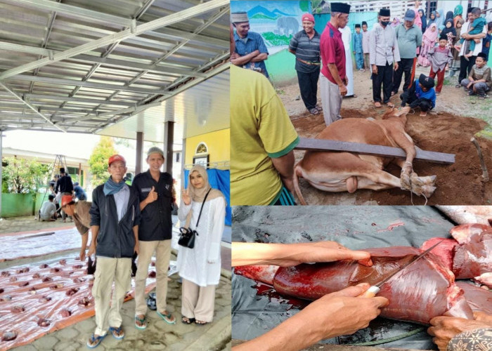 Cek Penyembelihan Hewan Kurban, Puskeswan Sukau Pastikan Tidak Temukan Penyakit 